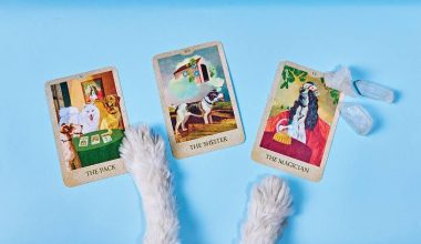 Pet Tarot: Η νέα μόδα στη Νότια Κορέα όπου οι ιδιοκτήτες «διαβάζουν» τις σκέψεις των κατοικιδίων τους