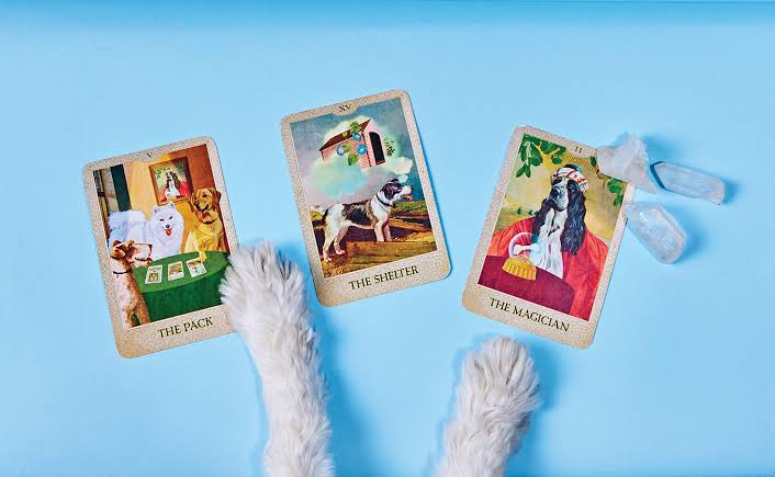 Pet Tarot: Η νέα μόδα στη Νότια Κορέα όπου οι ιδιοκτήτες «διαβάζουν» τις σκέψεις των κατοικιδίων τους