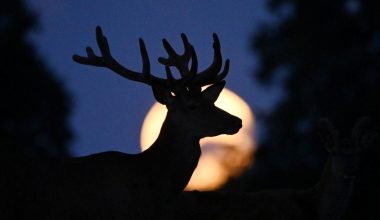 H Πανσέληνος του Ελαφιού: Πότε θα την δούμε και γιατί ονομάζεται έτσι