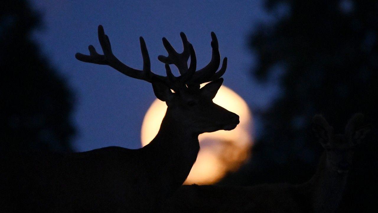 H Πανσέληνος του Ελαφιού: Πότε θα την δούμε και γιατί ονομάζεται έτσι