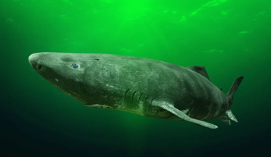 Ο καρχαρίας που έζησε από την εποχή του Σαίξπηρ: Η καρδιά του χτυπούσε για αιώνες και η όρασή του παρέμενε άθικτη