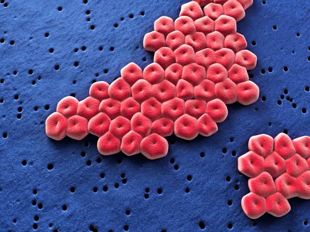 Acinetobacter baumannii: Το υπερβακτήριο που «αντέχει» στα αντιβιοτικά και περνά από τα κατοικίδια στον άνθρωπο