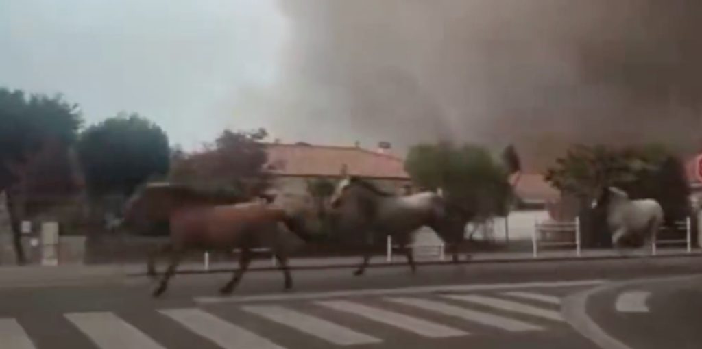Μάχη για τη ζωή τους – Ζώα τρέχουν πανικόβλητα να σωθούν από τις πυρκαγιές σε Ισπανία και Γαλλία (βίντεο)