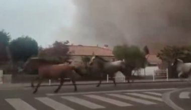 Μάχη για τη ζωή τους – Ζώα τρέχουν πανικόβλητα να σωθούν από τις πυρκαγιές σε Ισπανία και Γαλλία (βίντεο)
