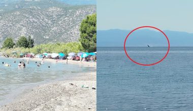 Βόλος: Έκπληκτοι οι λουόμενοι στην παραλία του Καρνάγιου μετά την εμφάνιση φάλαινας – Δείτε βίντεο