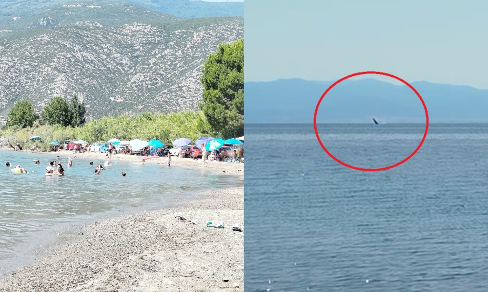 Βόλος: Έκπληκτοι οι λουόμενοι στην παραλία του Καρνάγιου μετά την εμφάνιση φάλαινας – Δείτε βίντεο