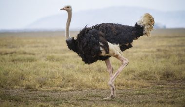 Νότια Αφρική: Η στιγμή που μοτοσικλετιστής δέχεται άγρια επίθεση από στρουθοκάμηλο – Η αντίδρασή του (βίντεο)
