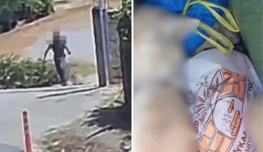 Σοκ στο Άστρος Κυνουρίας: Άνδρας έσερνε με συρματόπλεγμα σκύλο & τον πέταξε στα σκουπίδια – Τι ισχυρίζεται (βίντεο)