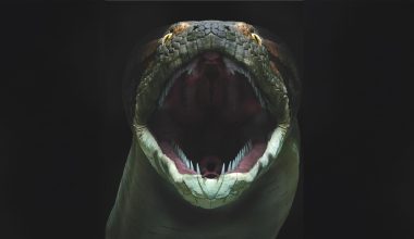 Titanoboa: Το μεγαλύτερο φίδι που εμφανίστηκε ποτέ στη Γη – Έφτανε σε μήκος τα 13 μέτρα!