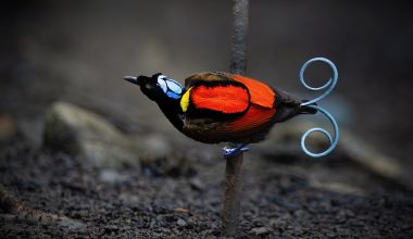 Πουλιά του παραδείσου: Τα πτηνά που «χορεύουν» με εντυπωσιακές κινήσεις για να βρουν ταίρι