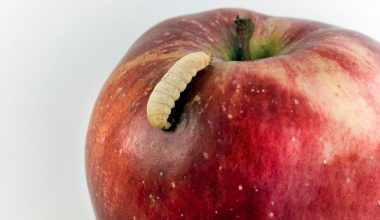 Φάγατε κατά λάθος σκουληκιασμένο φρούτο; – Τι συμβαίνει στον οργανισμό και πότε υπάρχει κίνδυνος