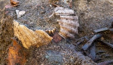 Ανατροπή 1.000 ετών – Το DNA αλλάζει την ιστορία των Βίκινγκς