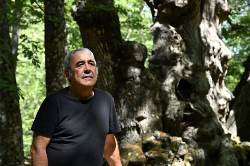 Συγκινητική στιγμή σε χωριό της Ισπανίας: Έδωσαν «μάχη» για να σώσουν την βελανιδιά «Αμπουέλο» ηλικίας 500 ετών!