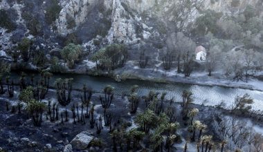 Δείτε φωτογραφίες: Το φοινικόδασος της Πρέβελης δεν έμεινε αλώβητο από τις πυρκαγιές στο Ρέθυμνο