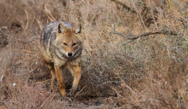 Θεσσαλονίκη: 4χρονη δέχθηκε άγρια επίθεση από τσακάλι έξω από ταβέρνα – Μεταφέρθηκε στο νοσοκομείο