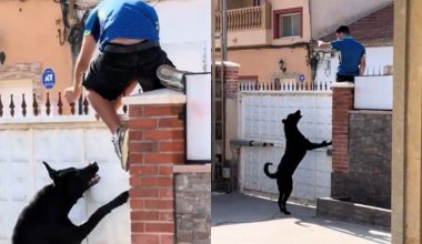 Βίντεο: Σκύλος κυνηγά Μαροκινό παράνομο μετανάστη που είχε μπει σε αυλή κατοικίας στη Θέουτα