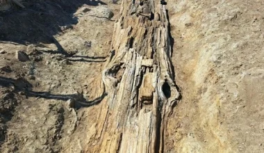 «Γίγαντας» 23 εκατομμυρίων ετών αποκαλύφθηκε στη Λήμνο – Ο απολιθωμένος κορμός που «παγώνει» τον χρόνο