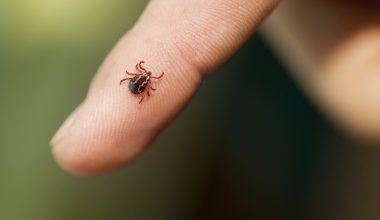 Σύρος: Βρετανίδα τουρίστρια έμεινε σε κώμα 42 ημέρες μετά από τσίμπημα τσιμπουριού! – Η «μάχη» με τη σπάνια λοίμωξη