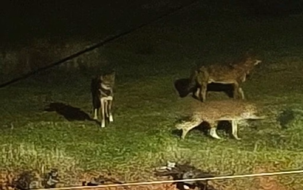 «Παρέλαση» αγέλης 8 τσακαλιών στη Θέρμη Θεσσαλονίκης – Δείτε φωτογραφίες