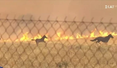 Φωτιά στο Κανδήλι: Συγκλονίζει βίντεο με άλογα να τρέχουν πανικόβλητα για να γλιτώσουν από τις φλόγες