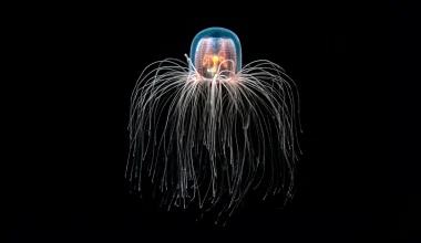 Turritopsis dohrnii: Η «αθάνατη μέδουσα» που μπορεί να… γυρίσει πίσω τον χρόνο