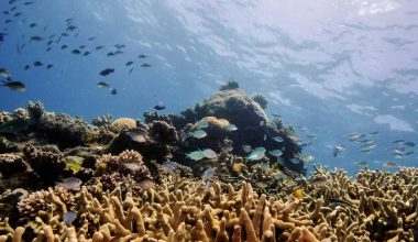 Ιστορική ανακάλυψη στα βάθη του Αιγαίου – Εντοπίστηκε το μεγαλύτερο κοραλλιογενές δάσος (βίντεο)