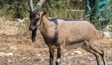 Κρήτη: Άγνωστοι θανάτωσαν και έψησαν Κρι-Κρι στο φαράγγι της Σαμαριάς!