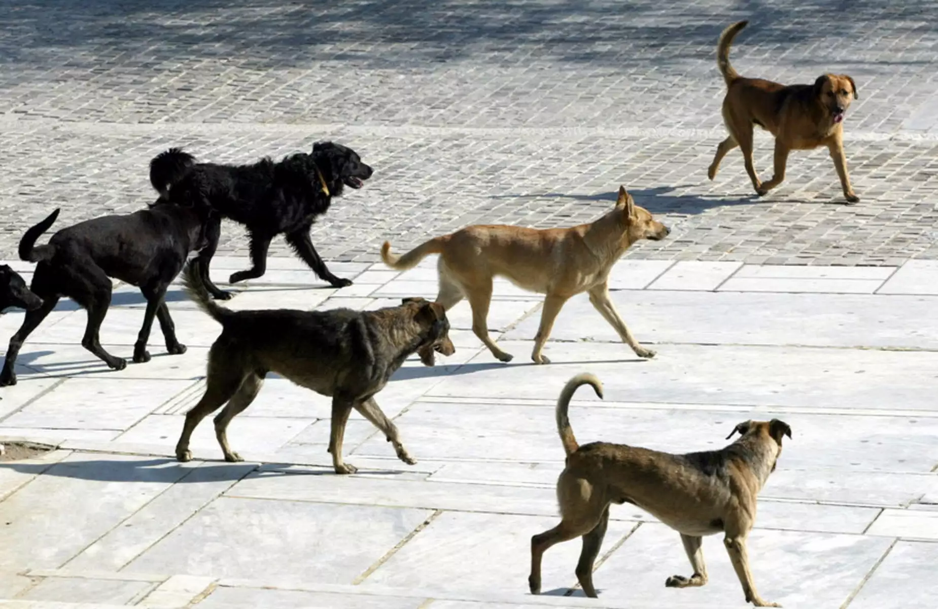Πάτρα: Γυναίκα δέχθηκε άγρια επίθεση από αγέλη αδέσποτων σκύλων έξω από το νοσοκομείο στο Ρίο