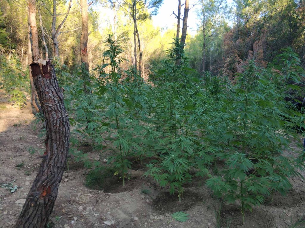 Φθιώτιδα: Εντοπίστηκε μεγάλη φυτεία κάνναβης με πάνω από 2.000 δενδρύλλια – Xειροπέδες σε δύο αλλοδαπούς