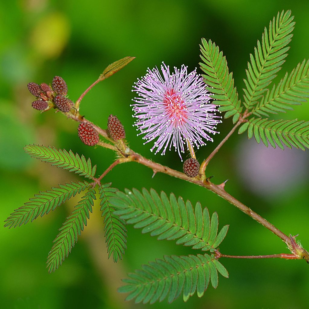 Η Mimosa pudica που μοιάζει να «ντρέπεται»: Το φυτό που κλείνει τα φύλλα του όταν το αγγίζουμε