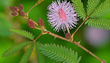 Η Mimosa pudica που μοιάζει να «ντρέπεται»: Το φυτό που κλείνει τα φύλλα του όταν το αγγίζουμε