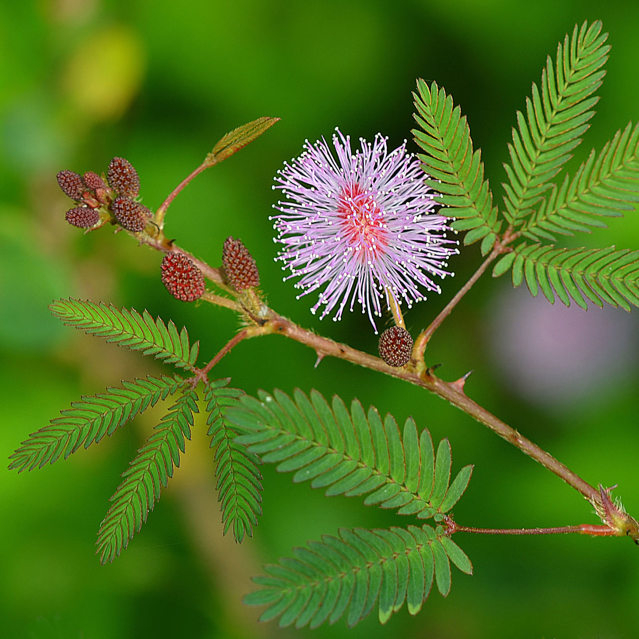 Η Mimosa pudica που μοιάζει να «ντρέπεται»: Το φυτό που κλείνει τα φύλλα του όταν το αγγίζουμε