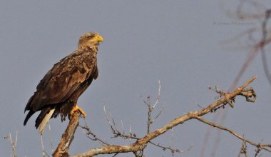 Θετική εξέλιξη στην Ιρλανδία: Μετά από περίπου έναν αιώνα ο επιβλητικός θαλασσαετός έκανε αισθητή την εμφάνισή του