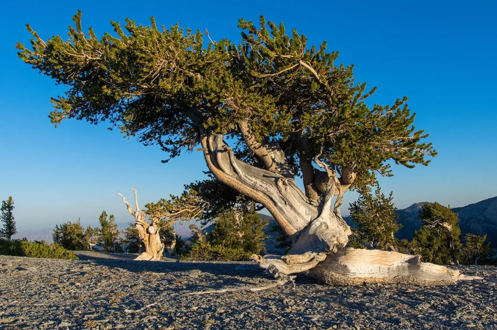 Το δέντρο που «νίκησε» τον χρόνο και μπορεί να ζήσει πάνω από 5.000 χρόνια