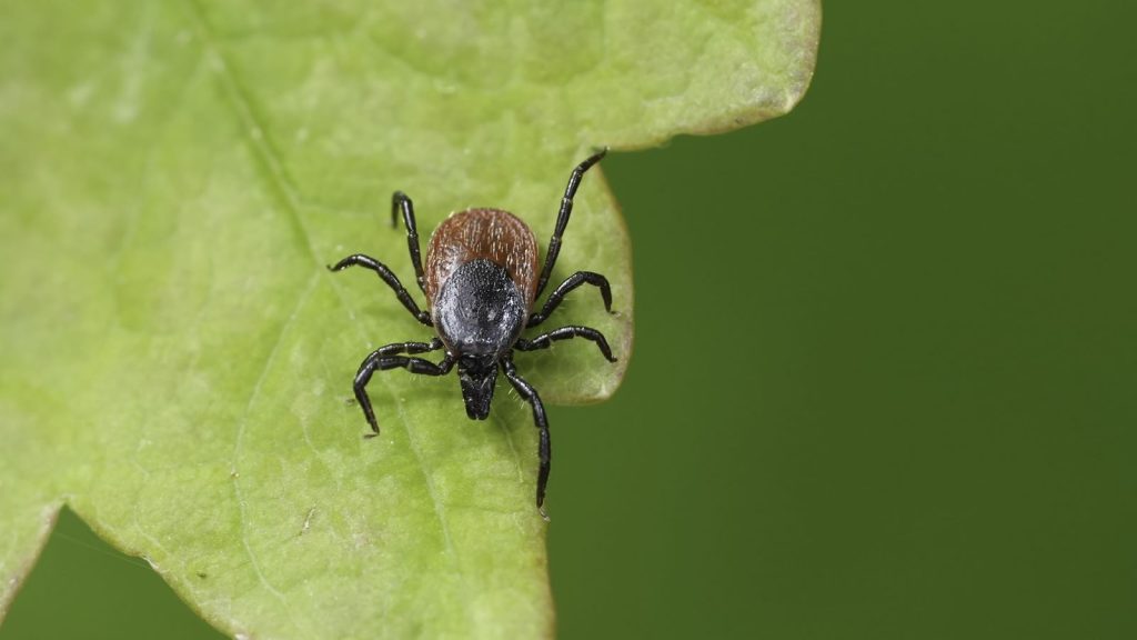 Νόσος Lyme: Πώς μπορεί να φτάσει μέχρι το σπίτι – Τα συμπτώματα που δεν πρέπει να αγνοήσετε