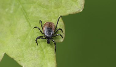 Νόσος Lyme: Πώς μπορεί να φτάσει μέχρι το σπίτι – Τα συμπτώματα που δεν πρέπει να αγνοήσετε