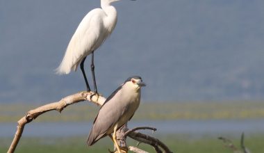 Τα ζώα που χρησιμοποιούν… εργαλεία για να επιβιώσουν