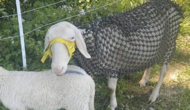 «Πανοπλίες» με αγκάθια στα πρόβατα για να γλιτώσουν από τους λύκους – Η παράξενη αυστριακή εφεύρεση (βίντεο)