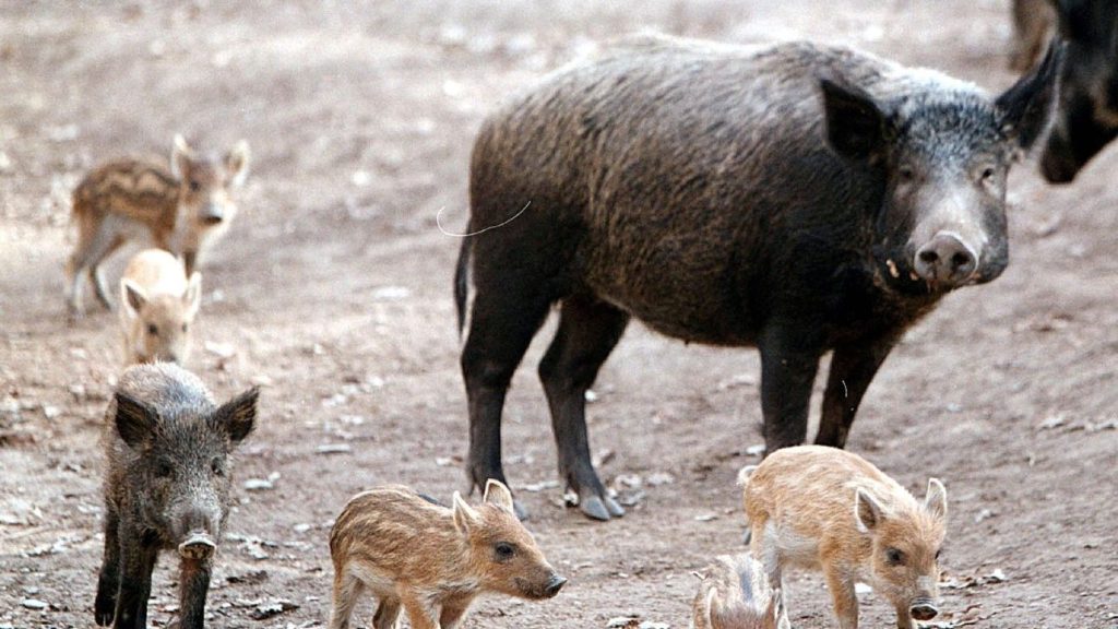 Λαμία: Αγριογούρουνα έκαναν «βόλτες» κοντά σε σπίτια – Δείτε βίντεο