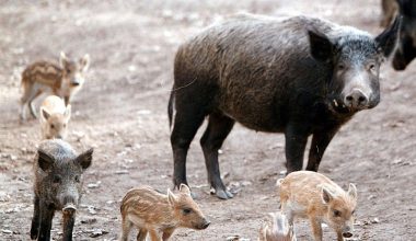 Λαμία: Αγριογούρουνα έκαναν «βόλτες» κοντά σε σπίτια – Δείτε βίντεο