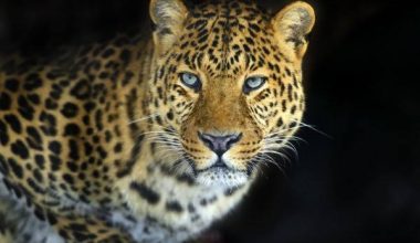 Η «ατρόμητη» κοπέλα που αντιμετώπισε δύο λεοπαρδάλεις με το κράνος της – Το βίντεο που έγινε viral