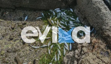 Ανησυχία στην Εύβοια: Δεκάδες νεκρά ψάρια ξεβράστηκαν στην παραλία Ροδιές – Άγνωστα τα αίτια (βίντεο)