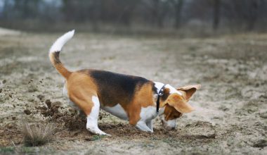 Γιατί οι σκύλοι μυρίζουν πάντα συγκεκριμένα σημεία όταν βγαίνουν βόλτα