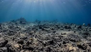 Μία έκρηξη κάθε 62 λεπτά – Το «ψάρεμα με βόμβες» αφανίζει τους κοραλλιογενείς υφάλους της Ινδονησίας