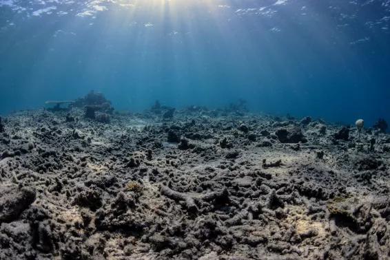 Μία έκρηξη κάθε 62 λεπτά – Το «ψάρεμα με βόμβες» αφανίζει τους κοραλλιογενείς υφάλους της Ινδονησίας