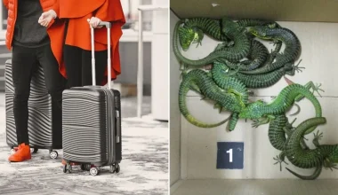 23χρονος Μεξικανός έκρυβε 200 σαύρες στη βαλίτσα του για να τις…πουλήσει στην «μαύρη αγορά»