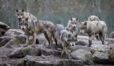Δομοκός: Αγέλη λύκων κατασπάραξε κοπάδι – Πάνω από 30 πρόβατα νεκρά (βίντεο)