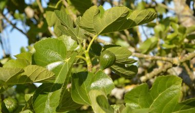 Δεν είναι μόνο ο καρπός: Tα υλικά που συνοδεύουν τα φύλλα συκιάς στο μαγείρεμα κι ελάχιστοι γνωρίζουν