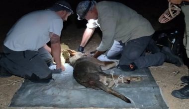 Θηλυκός λύκος που τραυμάτισε 4χρονο στην Πολίχνη συνελήφθη υποσιτισμένος και ακρωτηριασμένος