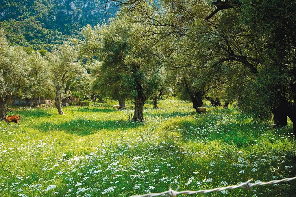 Τραγικό τέλος για 85χρονο στο Ηράκλειο: Πέθανε κατά τη διάρκεια εργασιών σε ελαιώνα – Τον βρήκε νεκρό ο γιος του